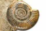 Jurassic Ammonite Fossil - Sengenthal, Germany #326709-1
